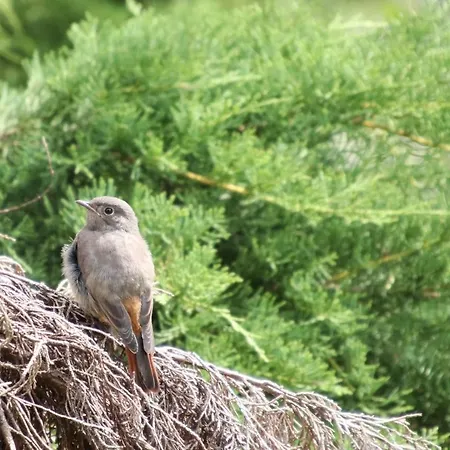 Leafmaxi - Du Nord Kemping