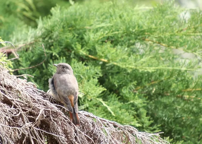 Leafmaxi - Du Nord Kemping